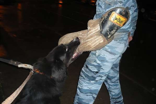 Дрессировка собак в Москве и Московской области в Москве фото 9