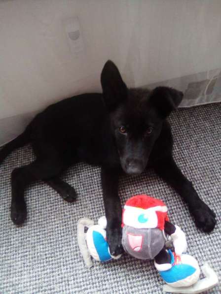 Щенки немецкой овчарки / Deutsche Schäferhund-Welpen в фото 10