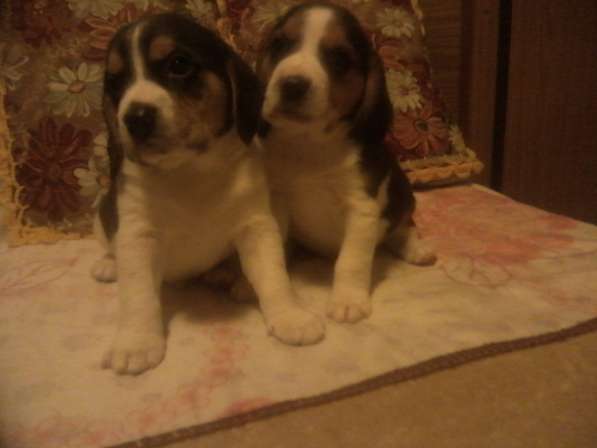 Продаются щенки Бигля в Ростове-на-Дону фото 11