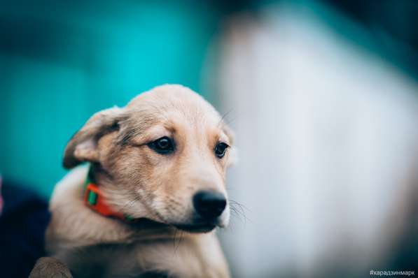 Великолепная Четверка в дар в Москве фото 34