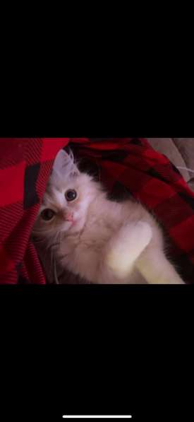 Котенок мальчик в Новосибирске фото 4