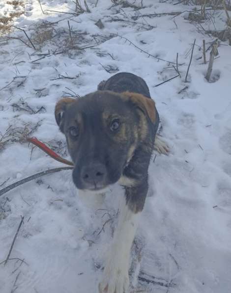 Славный мальчишка по имени Бой ищет семью в Луховицах фото 3