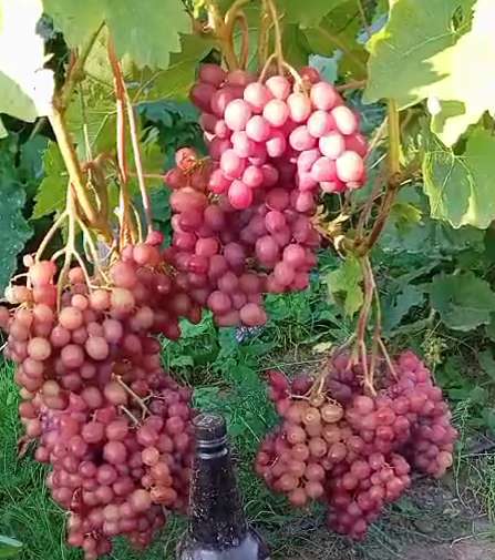 Саженцы винограда Южного Подмосковья в Чехове фото 28