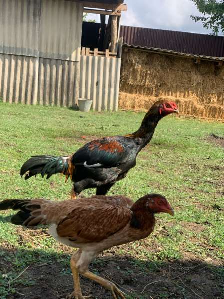 Бойцовая птица в Грозном