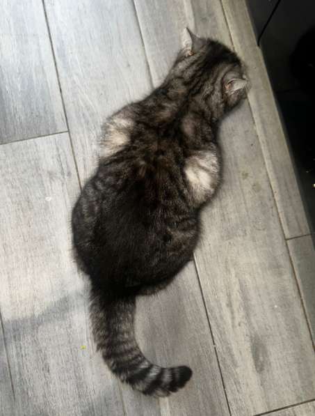 ⭐️Кошка породистая в добрые руки ⭐️ в Москве фото 7