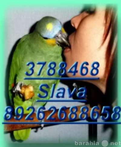 Чудные - Элитные попугаи из Питомника. Москва в Москве фото 4