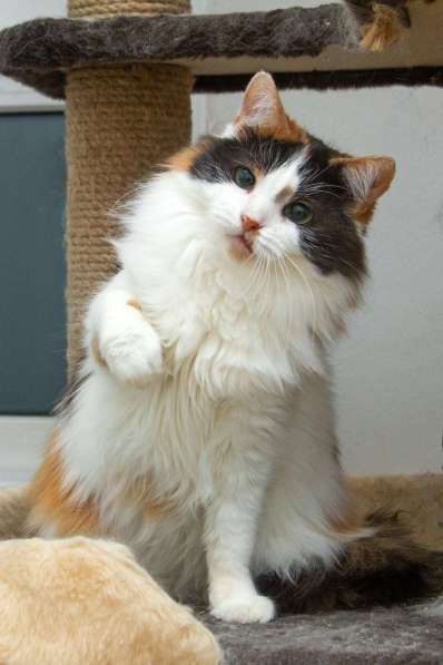Трехцветная пушистая спокойная кошка-куколка Африка в дар в Москве фото 5
