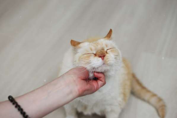 Чудесный белый котейка Пончик в дар добрым сердцам! в фото 3
