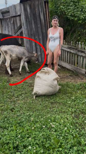 Телёнок на вырост