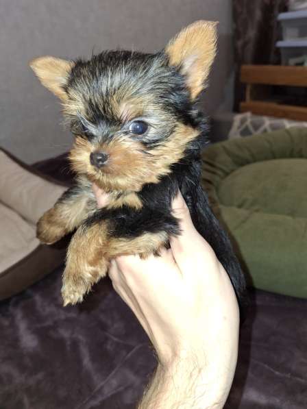 Чистокровные щенки Йоркширского Терьера в фото 5