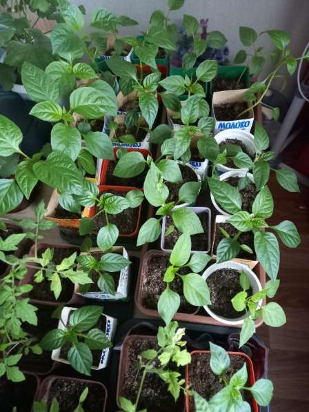 Продажа рассады