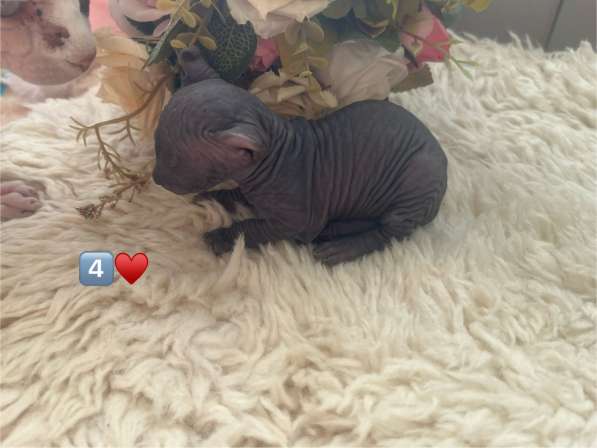 Канадский сфинкс в Москве фото 6