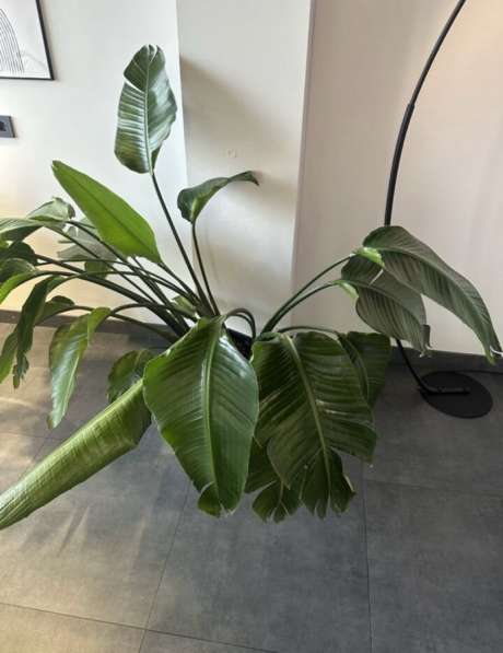 Пересадка комнатных растений в Краснодаре фото 4