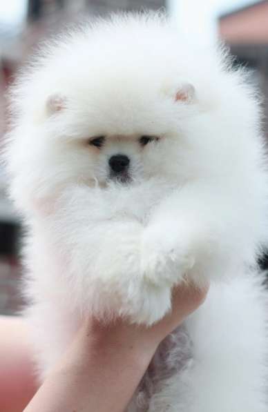 Pomeranski Mini Shpic Pomeranian Spitz Померанские Мини шпиц в фото 29