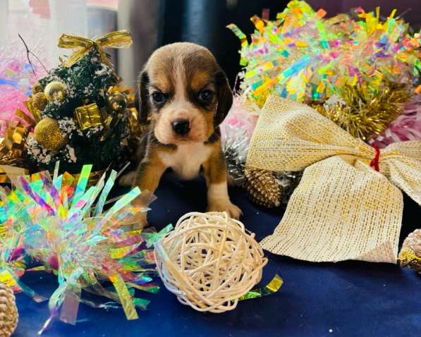 Бигль в Уссурийске фото 7