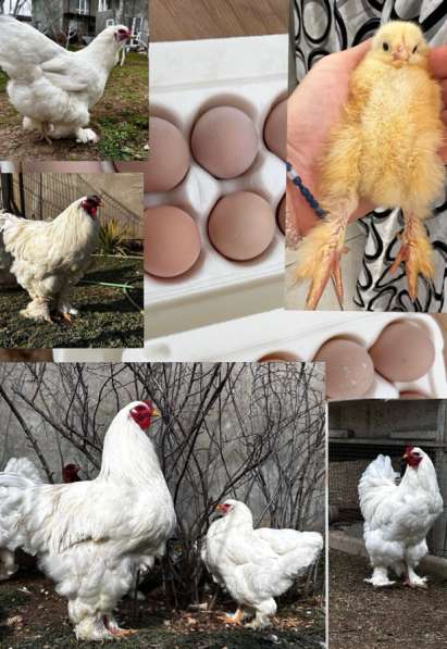 Брама Белая в Крымске фото 5