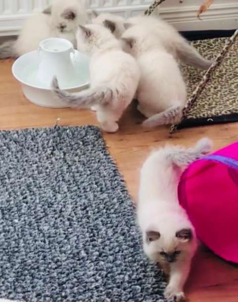 Чудесные малышки Рэгдолл в Нижнем Новгороде фото 3