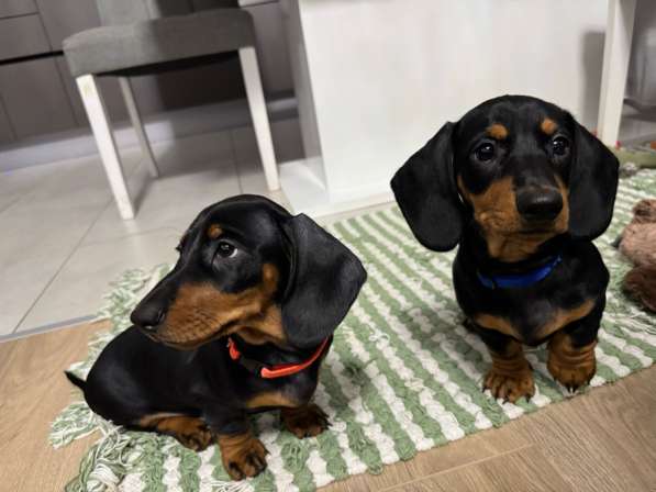 Щенята стандартной таксы в Москве фото 11