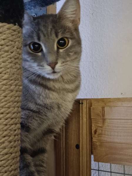 Серо-дымчатая косенькая кошка Кося в дар в Москве