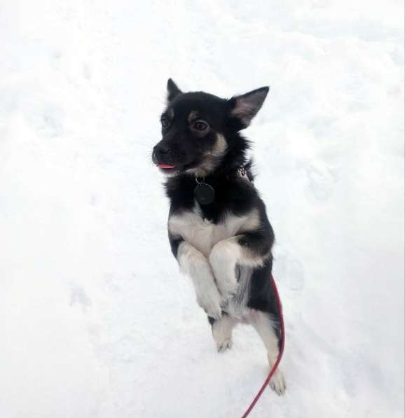 Ищет дом крошка-собачка весом 8 кг в Санкт-Петербурге фото 5