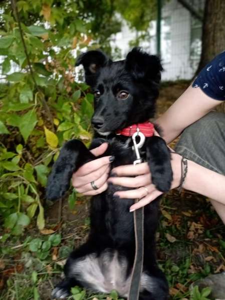 Маленький щенок с пушистыми ушками в Санкт-Петербурге фото 3