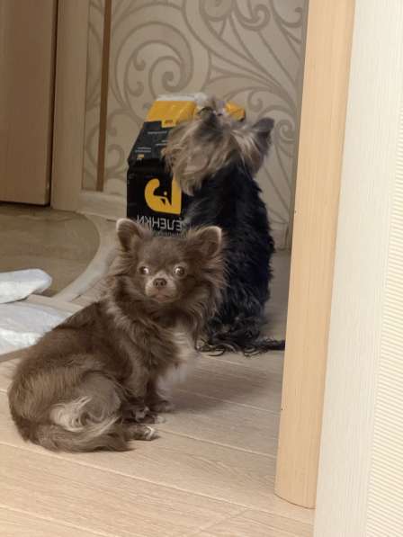 Щенок Чихуахуа в Москве