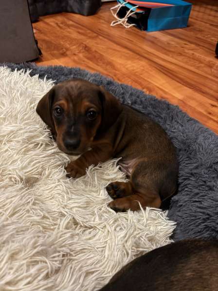 Такса, щенок в Липецке фото 3