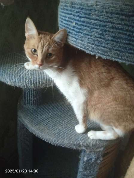 Рыжий кот Яша в дар в Москве