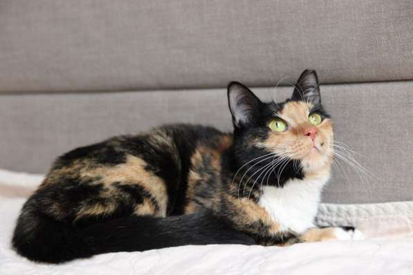 Трёхцветная красавица Лапушка в дар! в фото 8