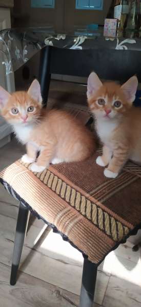 ЛАСКОВЫЕ СОЛНЫШКИ