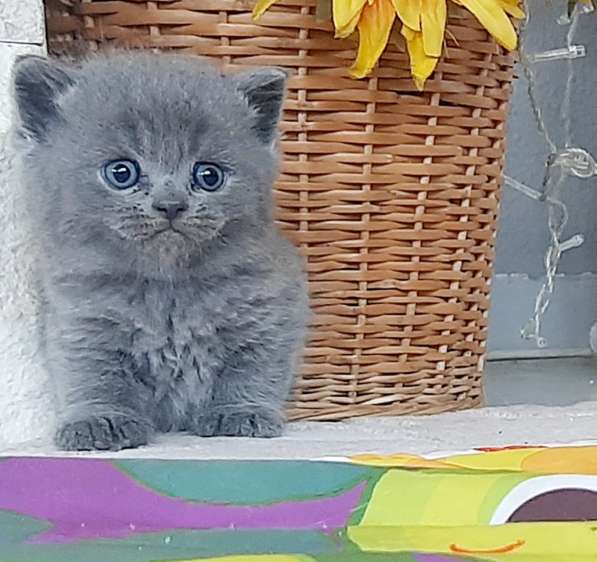 Британские котята в фото 4