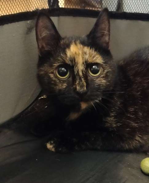 Отдам кошечку в добрые руки в Санкт-Петербурге фото 3