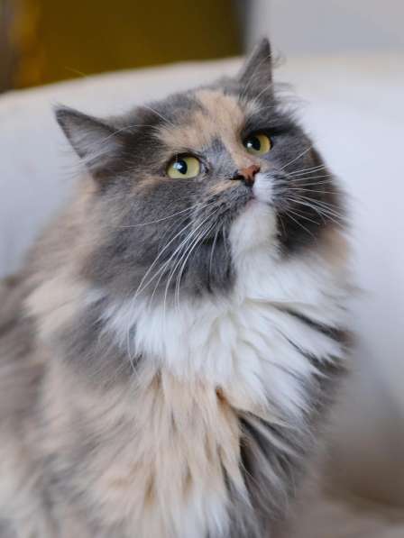 Шикарная кошка ищет дом