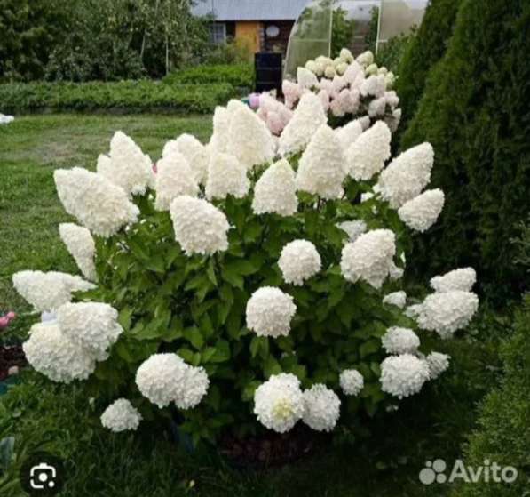 Гортензии метельчатые в Самаре фото 8