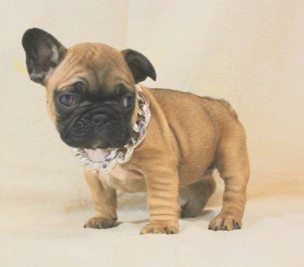 Щенки из питомника РКФ в Москве фото 11