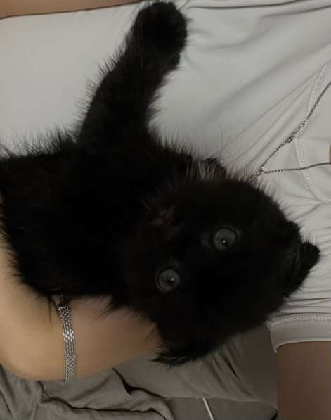 Котенок вислоухий шотландский