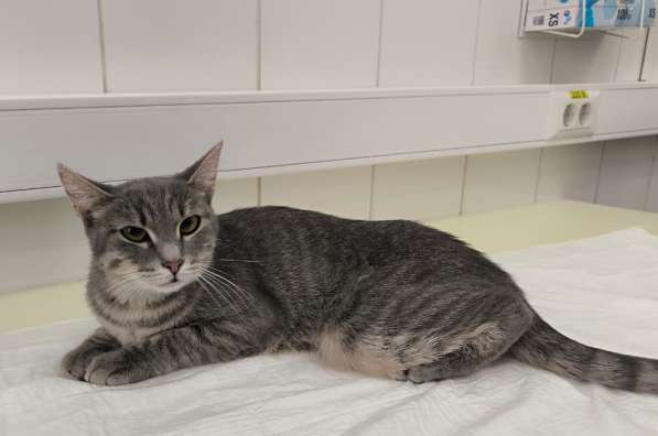 Серо-дымчатая косенькая кошка Кося в дар в Москве фото 5