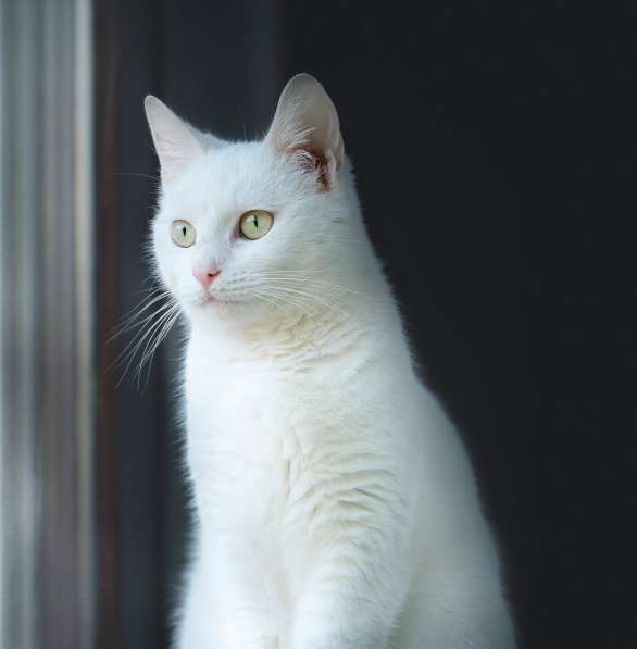 Белый котенок Танго в добрые руки в Москве
