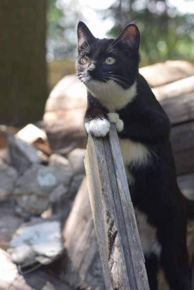 Обаятельный котенок Кузьма в добрые руки! в Москве фото 3