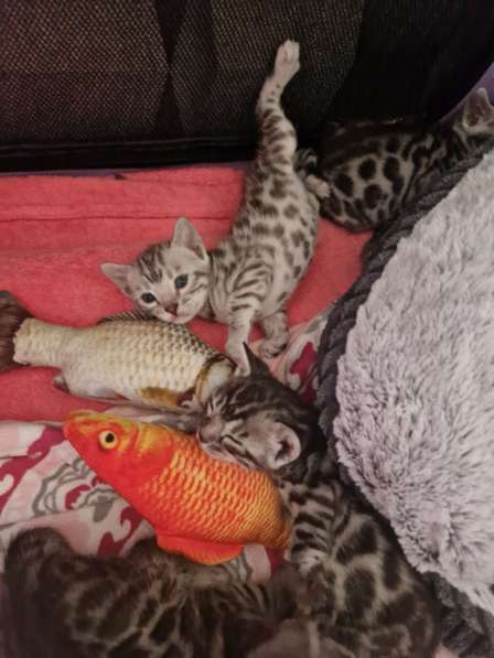 Чиcтокровные Бенгальские Котята в фото 7