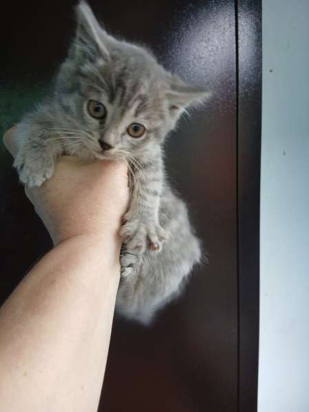 Отдам даром в Бутурлиновке фото 4