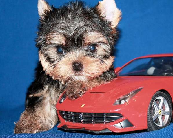 Щенок Йорк, мелкий стандарт в Москве фото 6