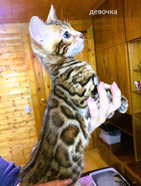 Бенгальские котята клубные в Санкт-Петербурге фото 32