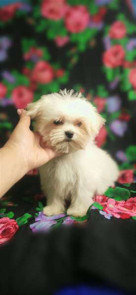 Maltese. Mini girl в 