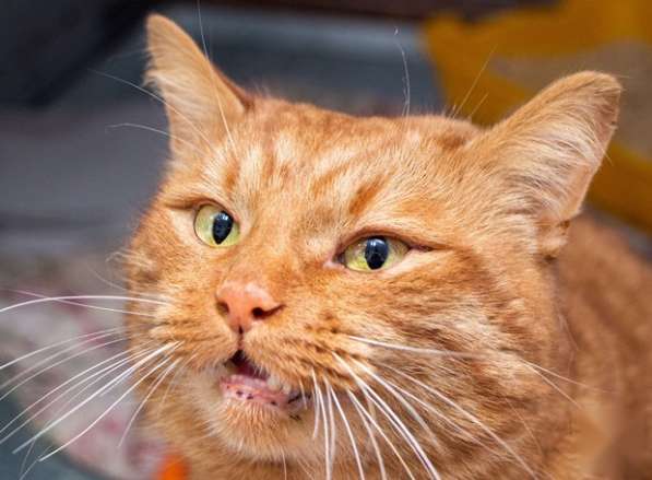 Роскошный рыжий кот Гарфилд ищет дом в Москве