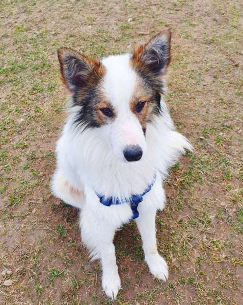 Красивая собачка ищет дом