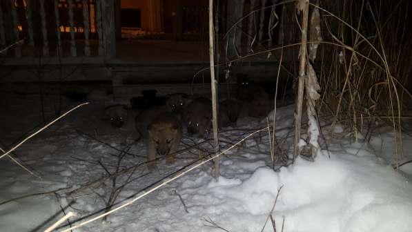 Пристраиваются щенки. спасаем в Екатеринбурге фото 4