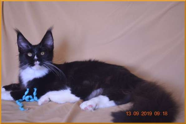 Великолепные котята мейн-кун из питомника в Волгограде фото 233