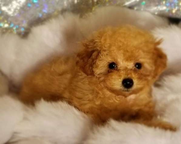 Toy poodle. Apricot. Boy and girl