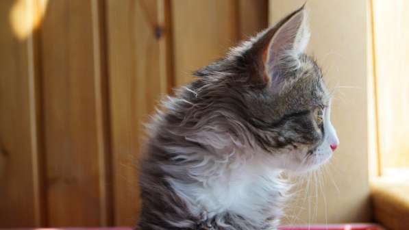 Невероятный красавец котенок Давид ищет дом в Жуковском